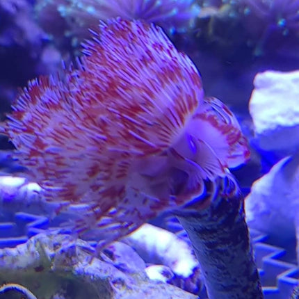 Protula bispiralis red/white