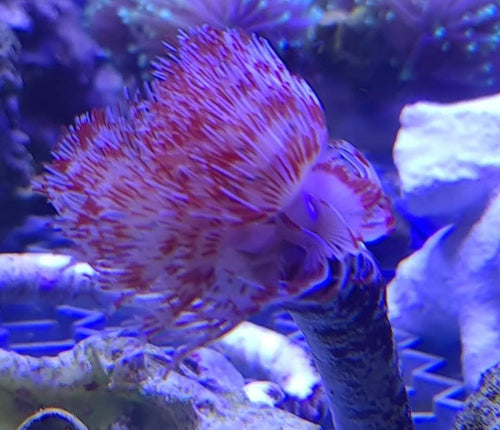 Protula bispiralis red/white