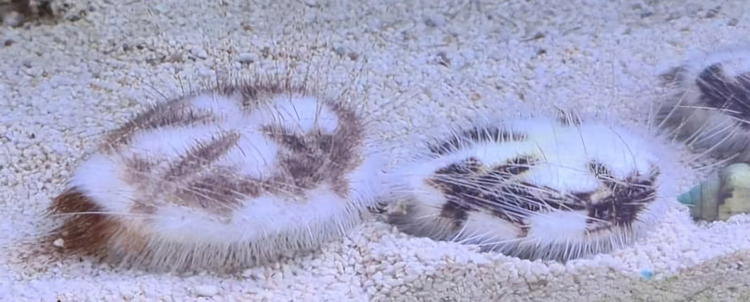 Maretia planulata -  sandsifting Urchin