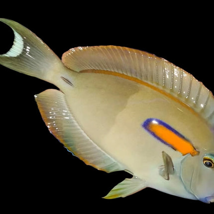 Acanthurus Olivaceus XL