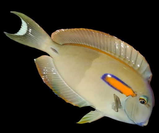 Acanthurus Olivaceus XL
