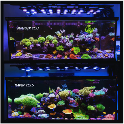 Illumagic X4 Reefer Pro