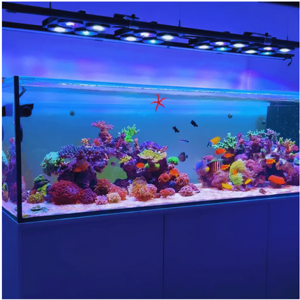 Illumagic X4 Reefer Pro