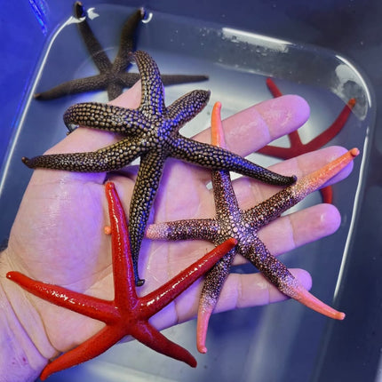 Nardoa galatheae XL