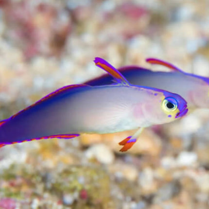 Nematoeleotris decora