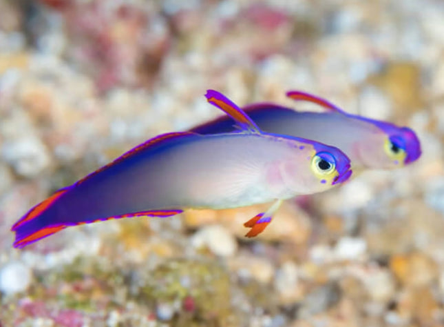 Nematoeleotris decora