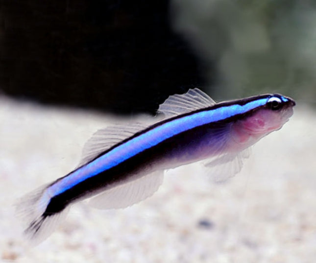 Elacatinus oceanops- L
