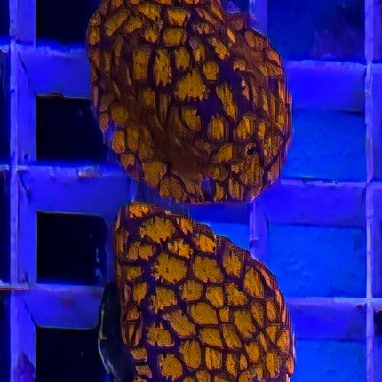 Leptastrea sp. Meteor Shower FRAG