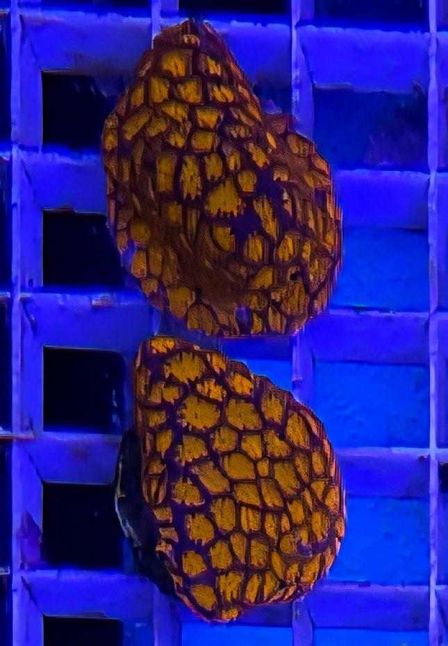 Leptastrea sp. Meteor Shower FRAG