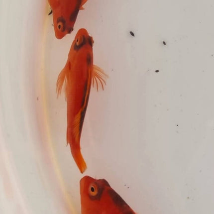 Neocirrhites armatus - Flame Hawkfish