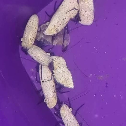 Saron rectirostris -  L