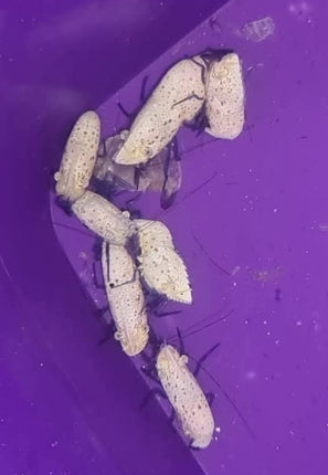 Saron rectirostris -  L
