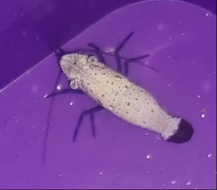Saron rectirostris -  L