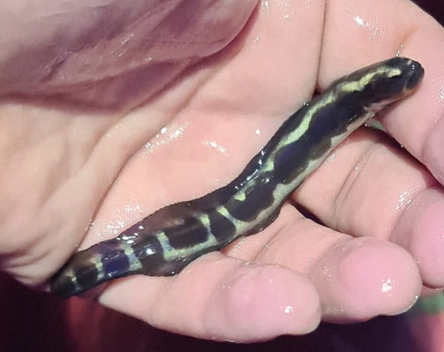 Pholidichthys leucotaenia