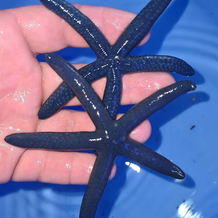 Linckia laevigata blue