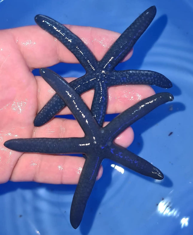 Linckia laevigata blue