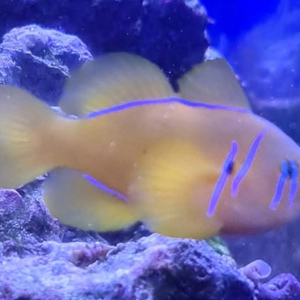 Gobiodon citrinus