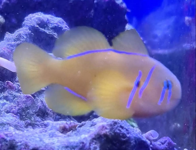 Gobiodon citrinus