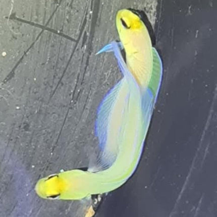 Opistognatus aurifrons