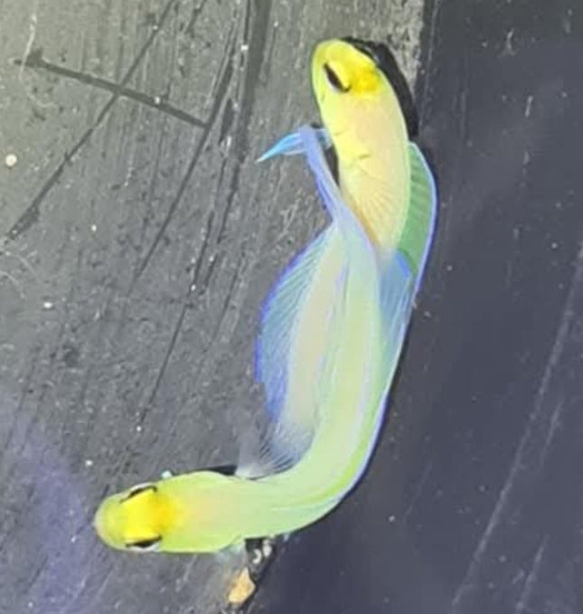 Opistognatus aurifrons