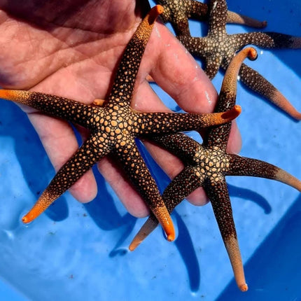 Nardoa Novaecaledoniae Starfish