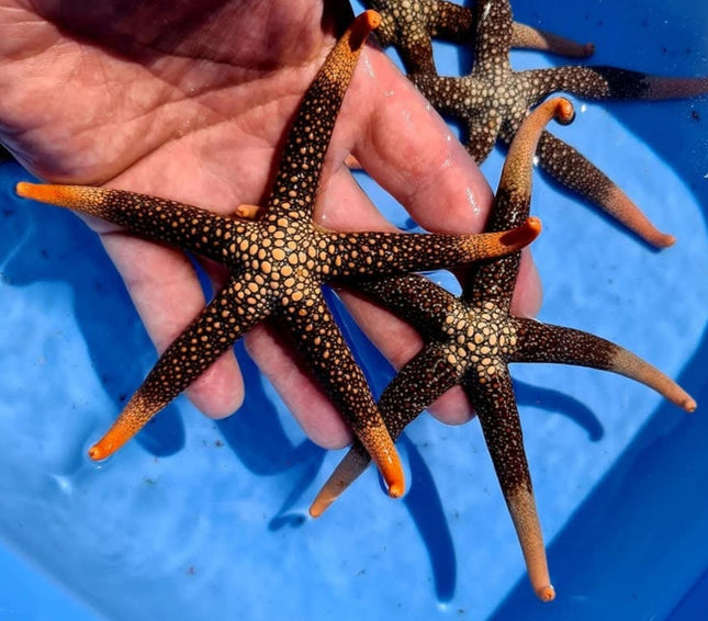 Nardoa Novaecaledoniae Starfish