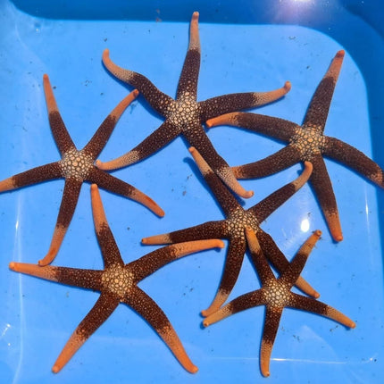 Nardoa Novaecaledoniae Starfish