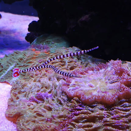 Dunckerocampus dactyliophorus Pair L