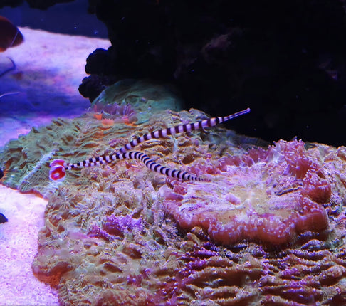 Dunckerocampus dactyliophorus Pair L