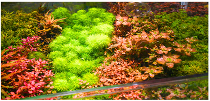 Illumagic X4 Aquascaper