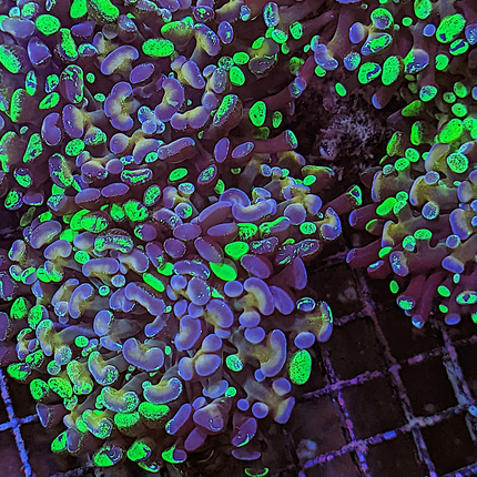 Fimbriaphyllia paraancora FRAG