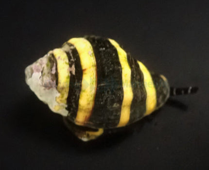 Pusiostoma sp. Bumble bee snail