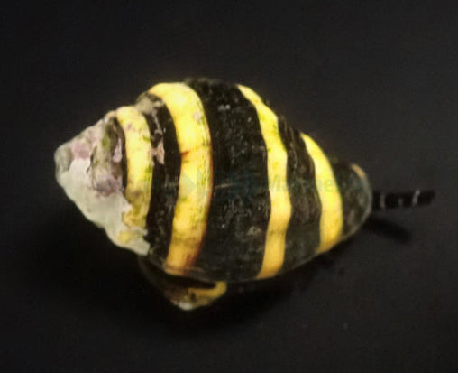 Pusiostoma sp. Bumble bee snail