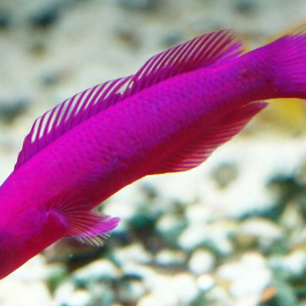 Pseudochromis fridmani