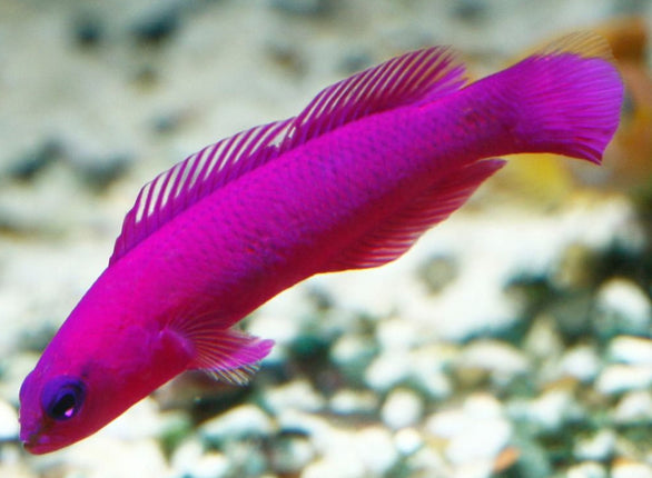 Pseudochromis fridmani